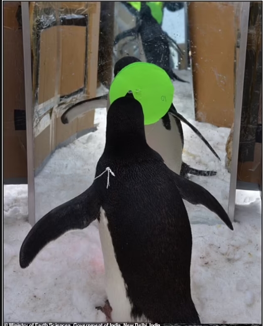 Вчені з'ясували неймовірний факт про пінгвінів: вони мають одну з людських особливостей